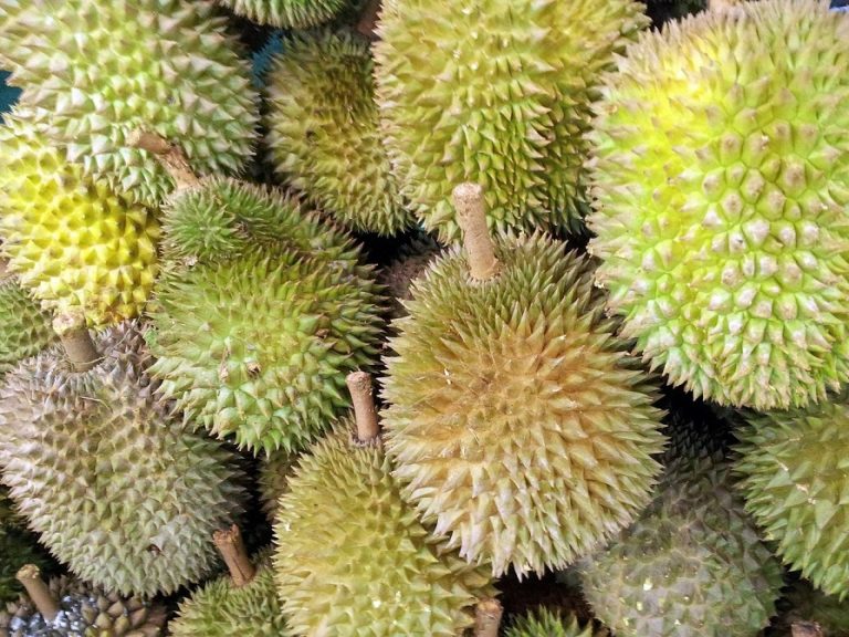 maxi durian rezepte